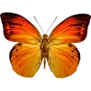 Стикер 2 🦋 Набор эмоджи с бабочками