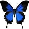 Стикер 31 🦋 Набор эмоджи с бабочками
