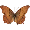 Стикер 28 🦋 Набор эмоджи с бабочками