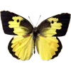 Стикер 4 🦋 Набор эмоджи с бабочками