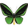 Стикер 23 🦋 Набор эмоджи с бабочками