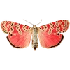Стикер 48 🦋 Набор эмоджи с бабочками