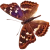 Стикер 39 🦋 Набор эмоджи с бабочками