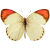 Стикер 8 🦋 Набор эмоджи с бабочками