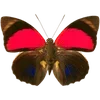 Стикер 37 🦋 Набор эмоджи с бабочками