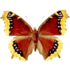 Стикер 24 🦋 Набор эмоджи с бабочками