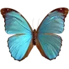 Стикер 11 🦋 Набор эмоджи с бабочками