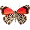 Стикер 42 🦋 Набор эмоджи с бабочками