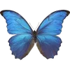 Стикер 35 🦋 Набор эмоджи с бабочками