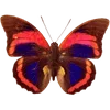 Стикер 15 🦋 Набор эмоджи с бабочками