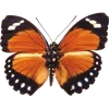 Стикер 40 🦋 Набор эмоджи с бабочками