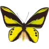 Стикер 10 🦋 Набор эмоджи с бабочками