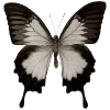 🦋 Эмодзи «Butterfly ?» для Telegram
