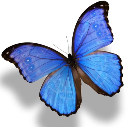 🦋 Стикер «Butterfly ਤਿਤਲੀ» для Telegram