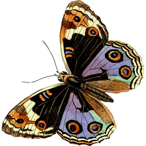 🦋 Стикер «Butterfly ਤਿਤਲੀ» для Telegram