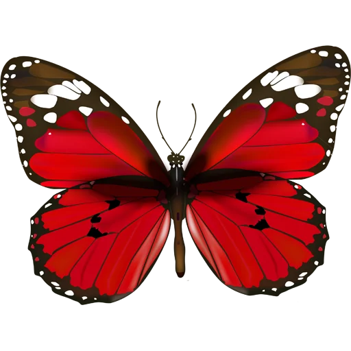 🦋 Стикер «Butterfly ਤਿਤਲੀ» для Telegram