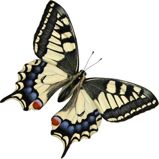 🦋 Стикер «Butterfly ਤਿਤਲੀ» для Telegram