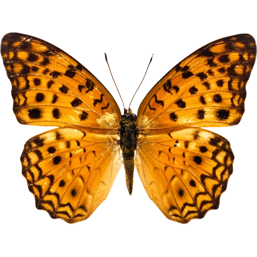 🦋 Стикер «Butterfly ਤਿਤਲੀ» для Telegram
