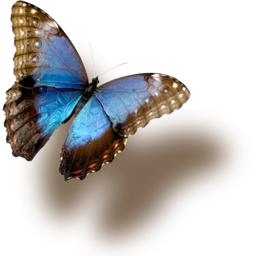 🦋 Стикер «Butterfly ਤਿਤਲੀ» для Telegram