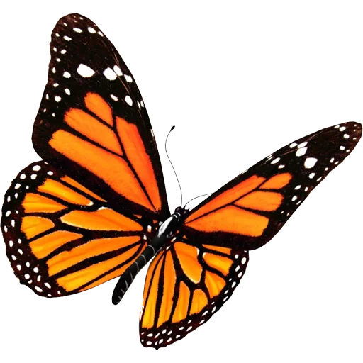 🦋 Стикер «Butterfly ਤਿਤਲੀ» для Telegram