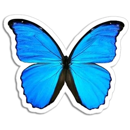 🦋 Стикер «Butterfly ਤਿਤਲੀ» для Telegram