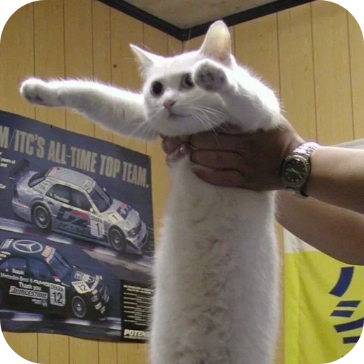 🐱 Стикер «bwaaa» для Telegram