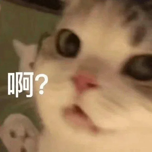 😂 Стикер «爆笑乐园» для Telegram