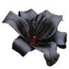 Стикер 23 𝓥𝓮𝓷𝓮𝓻𝓪𝓼 𝓐𝓬𝓪𝓭𝓮𝓶𝓲𝓪