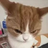 Стикер 9 Кисы