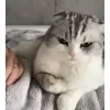 Стикер 44 Кисы