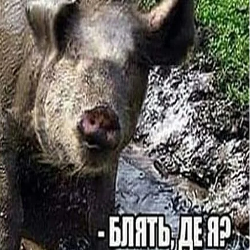 🇺🇦 Стикер «садок вишневий коло хати» для Telegram