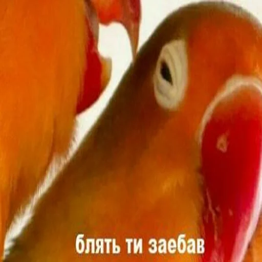 🇺🇦 Стикер «садок вишневий коло хати» для Telegram