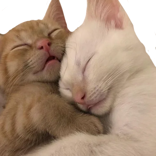 🐱 Стикер «сладкая вата со вкусом табака» для Telegram