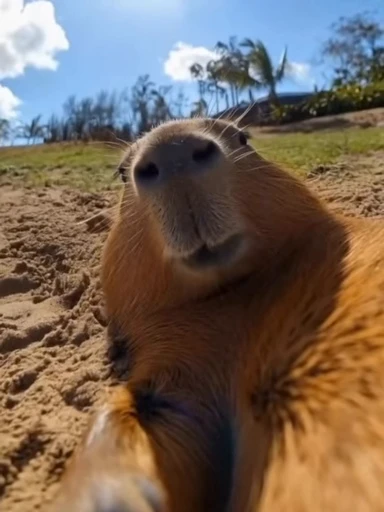 🌟 Стикер «Capybara» для Telegram