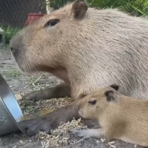 😋 Стикер «Capybaras» для Telegram