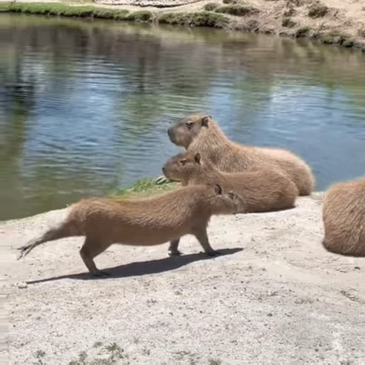 🥱 Стикер «Capybaras» для Telegram