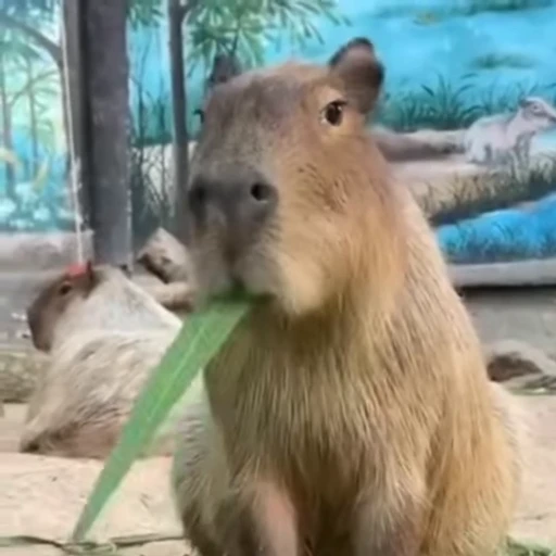 😋 Стикер «Capybaras» для Telegram