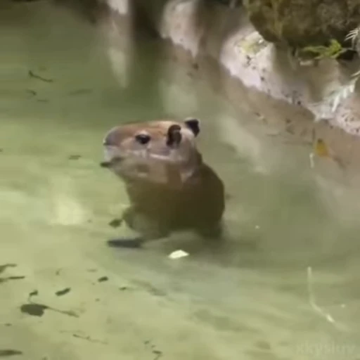 🤏 Стикер «Capybaras» для Telegram