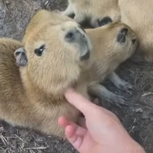 🥰 Стикер «Capybaras» для Telegram