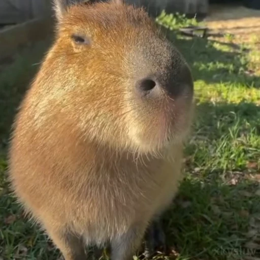 😋 Стикер «Capybaras» для Telegram