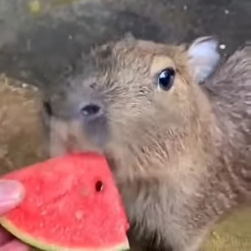 🍉 Стикер «Capybaras» для Telegram