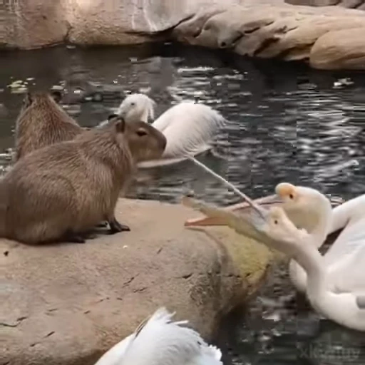 😒 Стикер «Capybaras» для Telegram