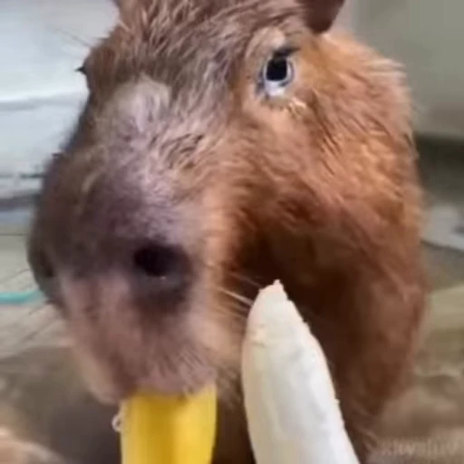 🍌 Стикер «Capybaras» для Telegram