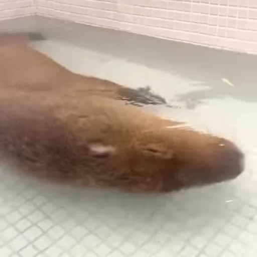 🛁 Стикер «Capybaras» для Telegram