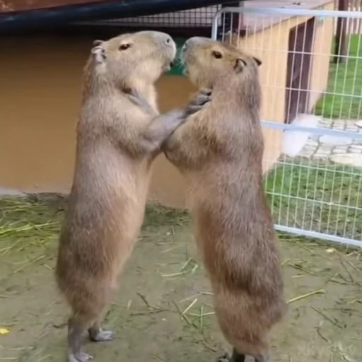 👩‍❤️‍💋‍👨 Стикер «Capybaras» для Telegram