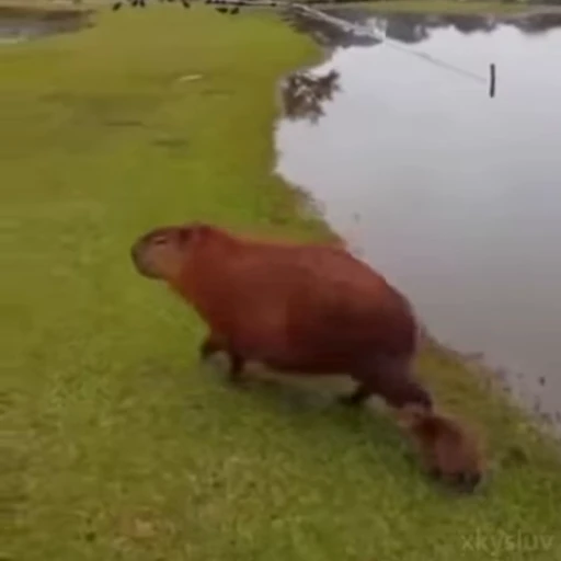 🤏 Стикер «Capybaras» для Telegram