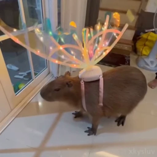 🧚 Стикер «Capybaras» для Telegram