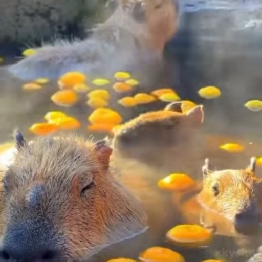 🛁 Стикер «Capybaras» для Telegram