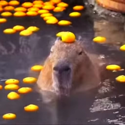 🍊 Стикер «Capybaras» для Telegram