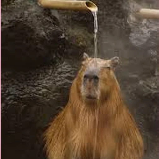 🚿 Стикер «Capybara Are My Life» для Telegram